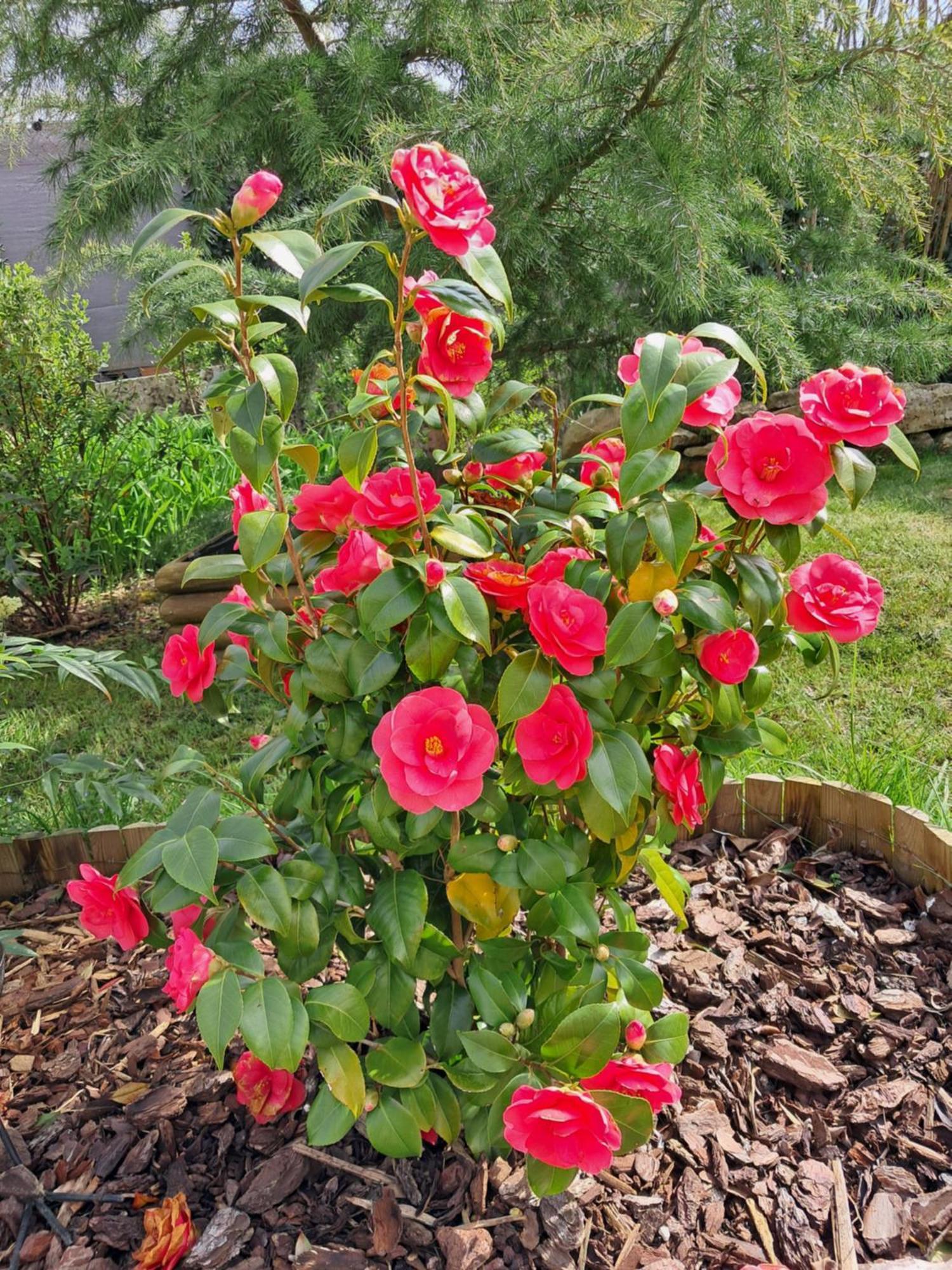 Maison Longere Les Camelias Vinneuf Exterior foto